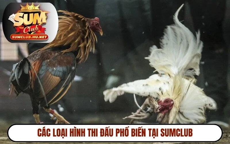 Các loại hình thi đấu phổ biến tại SUMCLUB