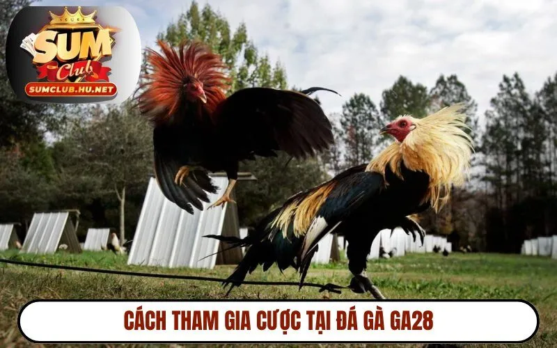 Cách tham gia cược tại đá gà GA28