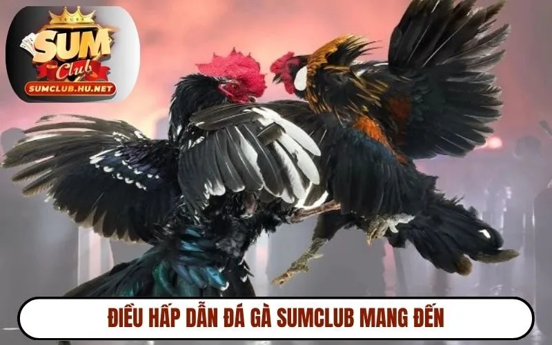 Điều hấp dẫn đá gà SUMCLUB mang đến