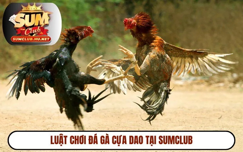Luật chơi đá gà cựa dao tại SUMCLUB