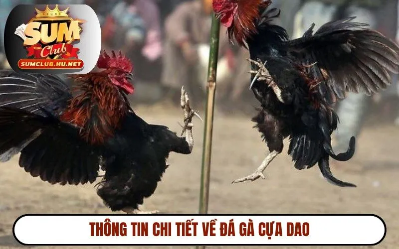 Thông tin chi tiết về đá gà cựa dao