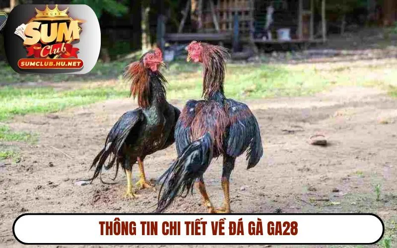 Thông tin chi tiết về đá gà GA28