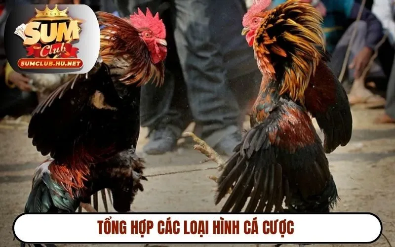 Tổng hợp các loại hình cá cược 